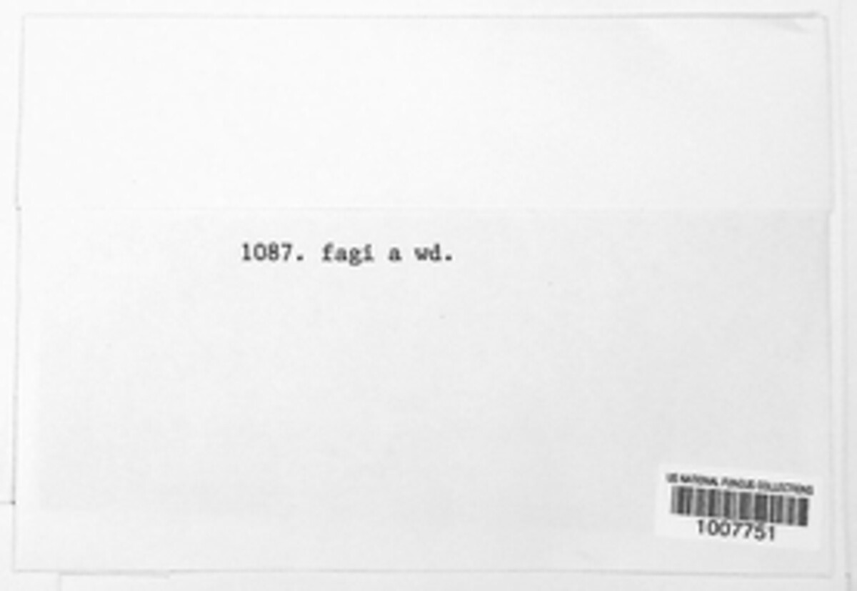 Mycosphaerella fagi image